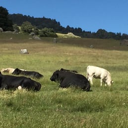 Cows Cows