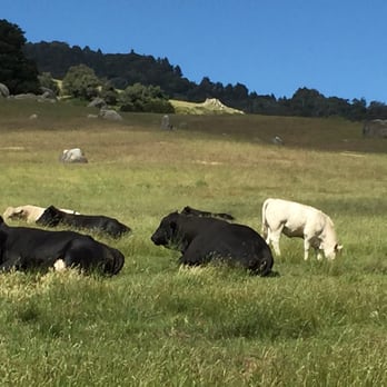 Santa Ysabel Preserves - Cows - Hiking Near Me - Julian, California Santa Ysabel Preserves - Cows - Hiking Near Me - Julian, California