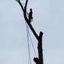 Photo of Rebollar's Tree Service
