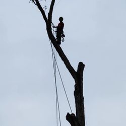 Rebollar's Tree Service