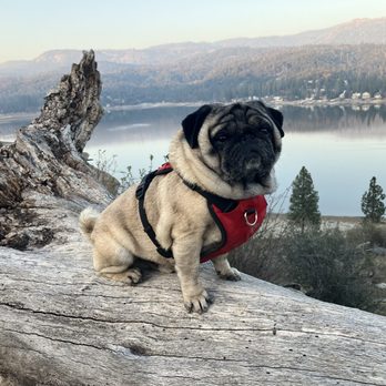 Pet Stylista - Kenji chillin after a 6 mile hike in Yosemite - Pet Groomers Near Me - Sacramento, California Pet Stylista - Kenji chillin after a 6 mile hike in Yosemite - Pet Groomers Near Me - Sacramento, California
