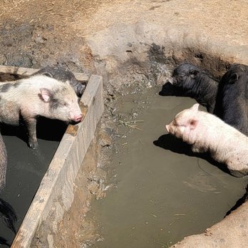 SoCalMiniPigs - Pet Breeders Near Me - Valley Center, California