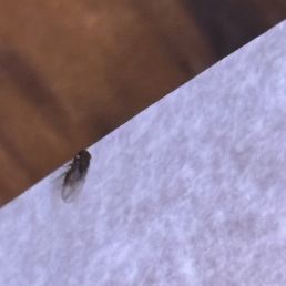 Gnats!  Looks
