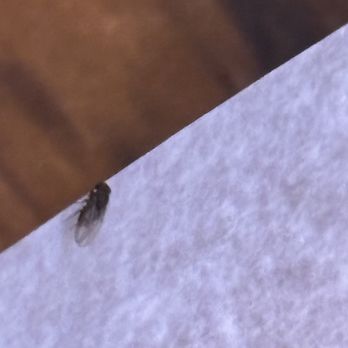 Texas Roadhouse - Gnats!  Looks - Steakhouses Near Me - Brighton, Michigan