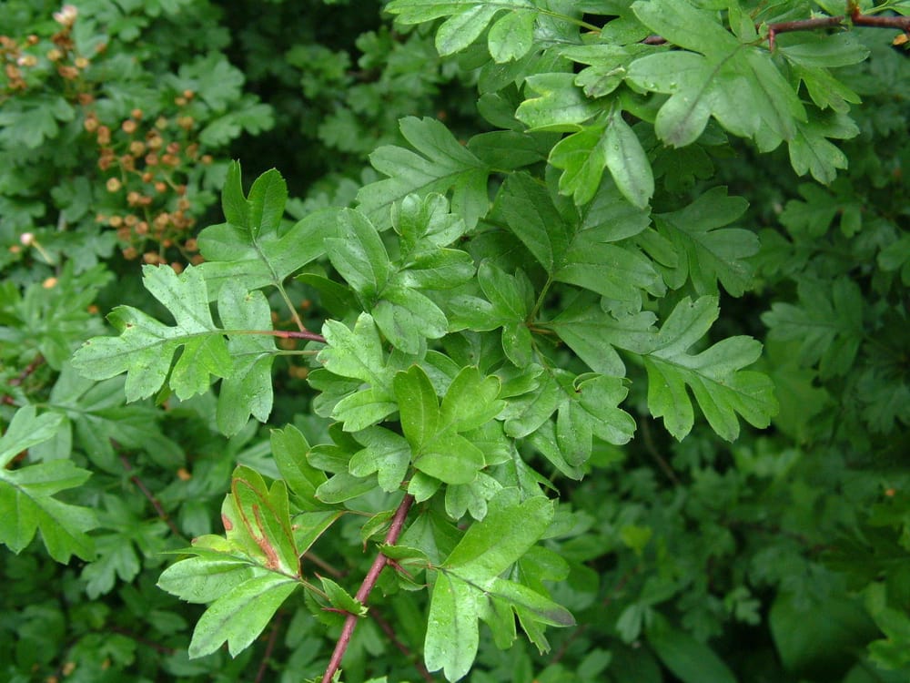 Hawthorn Academy - childcare center in Columbus, OH