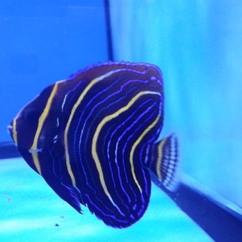 Nemo Aquarium - Cortez Angel - Aquarium Services Near Me - Lilburn, Georgia Nemo Aquarium - Cortez Angel - Aquarium Services Near Me - Lilburn, Georgia