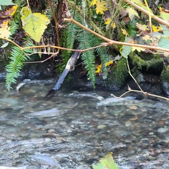 Cohos trying to make it up the creek