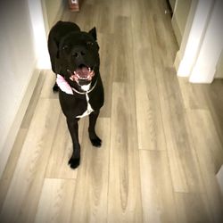 Furry Land Reno - My baby happy with her spa day