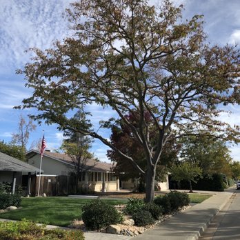 Terry's Tree Service - Tree Services Near Me - Livermore, California Terry's Tree Service - Tree Services Near Me - Livermore, California