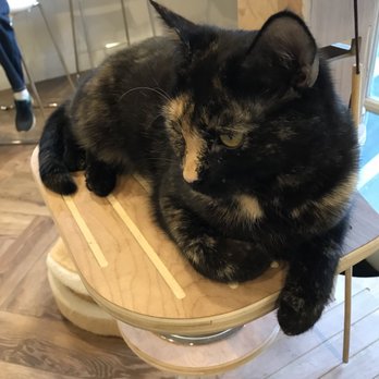 Gem City Catfé - Coffee & Tea Near Me - Dayton, Ohio