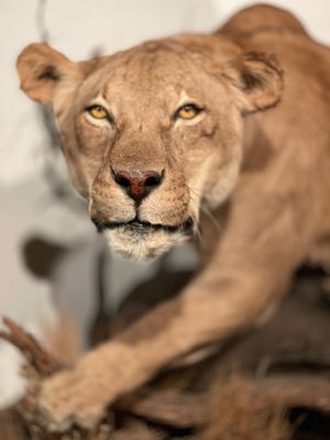 Photo of Las Vegas Natural History Museum - Las Vegas, NV, US. Lion - King of Beasts