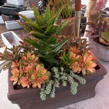 OC Succulents - Nurseries & Gardening Near Me - Irvine, California