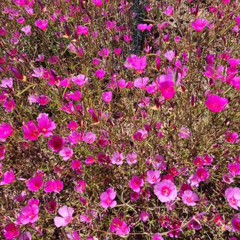 Regional Parks Botanic Garden at Tilden - Botanical Gardens Near Me - Berkeley, California