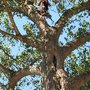 Photo of Tree Care