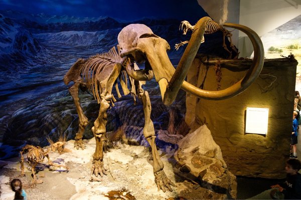 Royal Tyrrell Museum by null