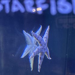 Aquarium & Reptile Depot - Sand sifting starfish