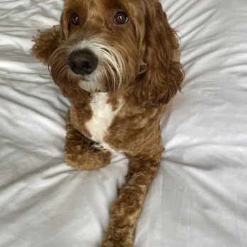 happy spa dogs mobile grooming