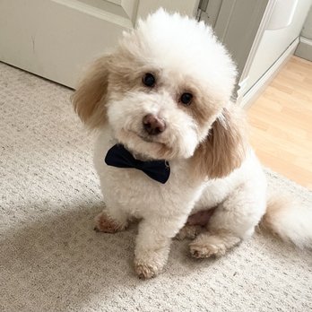 Cosmopawlitan - Dog Grooming - Pet Groomers Near Me - Simi Valley, California