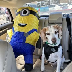 MASSIVE Minion Piñata under $40!! Beagle for scale.