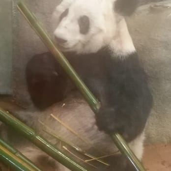 Memphis Zoo - The good life. A steady supply of bamboo in the air conditioning. - Zoos Near Me - Memphis, Tennessee Memphis Zoo - The good life. A steady supply of bamboo in the air conditioning. - Zoos Near Me - Memphis, Tennessee