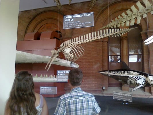 South Australian Museum by null