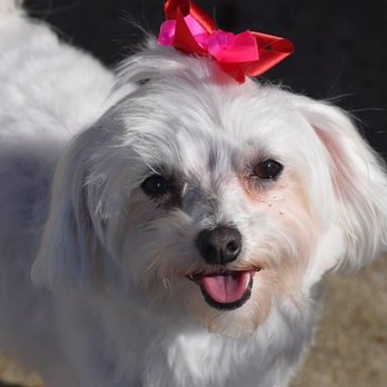 Happy Tails West - Pet Groomers Near Me - West Monroe, Louisiana Happy Tails West - Pet Groomers Near Me - West Monroe, Louisiana