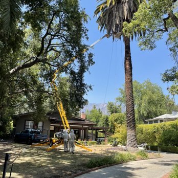 Busy Bee Removal - The palm tree trimming got interrupted by a huge bee hive. Our lift was able to reach them and relocate them. - Pest Control Near Me - Burbank, California Busy Bee Removal - The palm tree trimming got interrupted by a huge bee hive. Our lift was able to reach them and relocate them. - Pest Control Near Me - Burbank, California
