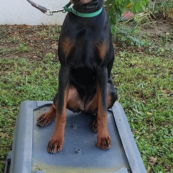 Sit Means Sit Dog Training Clermont - Pet Training Near Me - Mascotte, Florida