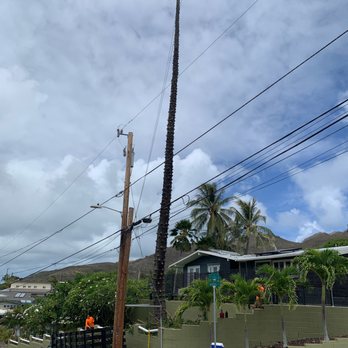 Serenitree - Norfolk Removal Kailua - Tree Services Near Me - Kailua, Hawaii Serenitree - Norfolk Removal Kailua - Tree Services Near Me - Kailua, Hawaii