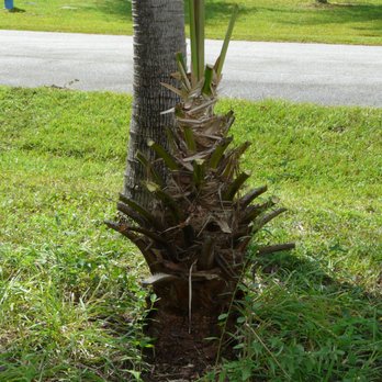 Tree Kings Florida - AFTER SCALPING - Tree Services Near Me - Ormond Beach, Florida