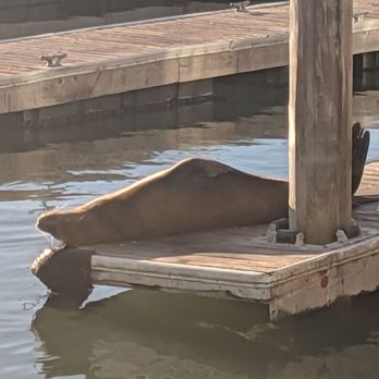 PIER 39 - Lounging sea lion at Pier 39 - Shopping Centers Near Me - San Francisco, California