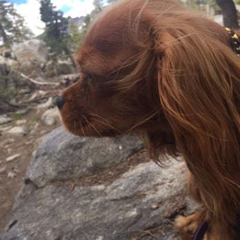 Donner Summit Eastbound Rest Area - Dog are even allowed on the loop trail! They need a break too! - Rest Stops Near Me - Soda Springs, California Donner Summit Eastbound Rest Area - Dog are even allowed on the loop trail! They need a break too! - Rest Stops Near Me - Soda Springs, California
