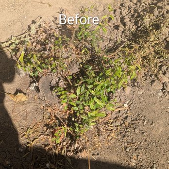 Affordable Tree Care - Peach tree stump that started to grow back. - Tree Services Near Me Affordable Tree Care - Peach tree stump that started to grow back. - Tree Services Near Me