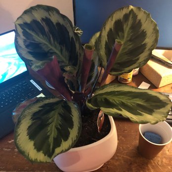 Rainbow - Calathea and pot from them - Nurseries & Gardening Near Me - Rosemead, California Rainbow - Calathea and pot from them - Nurseries & Gardening Near Me - Rosemead, California