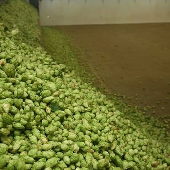 Baycrest Wine & Spirits - a large pile of green hops - Beer, Wine & Spirits Near Me - Costa Mesa, California Baycrest Wine & Spirits - a large pile of green hops - Beer, Wine & Spirits Near Me - Costa Mesa, California