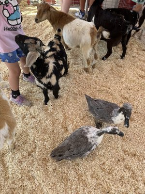 Maricopa County Fair by null