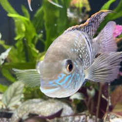 Sunset Pet & Supplies - Electric blue acara hybrid