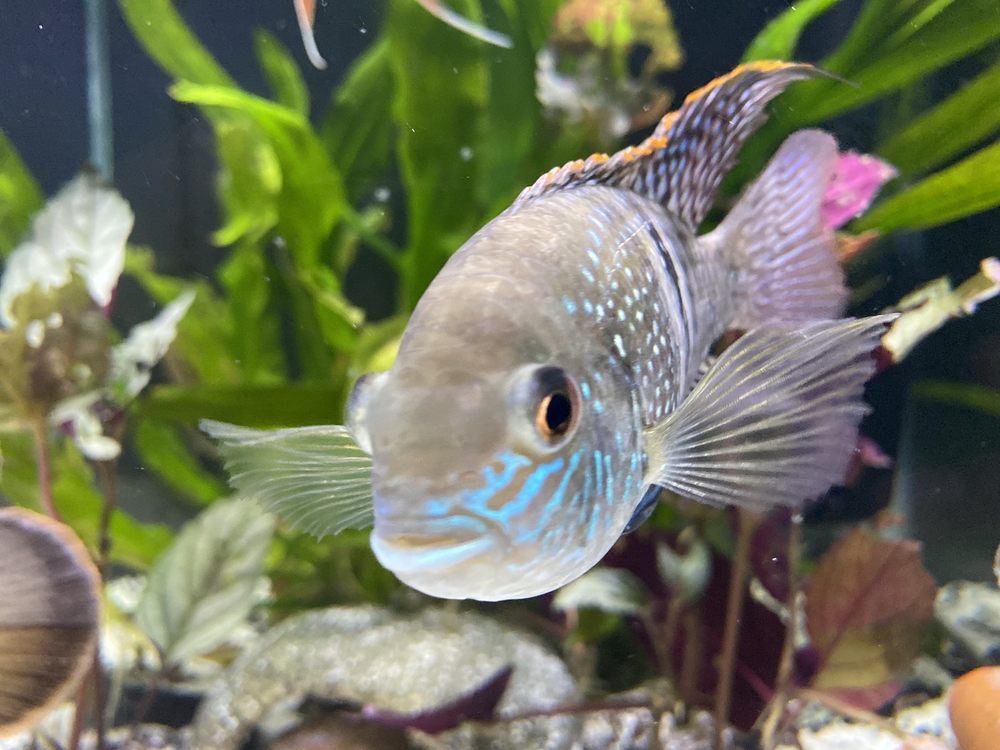 Sunset Pet & Supplies - reptile breeding in Los Angeles, CA