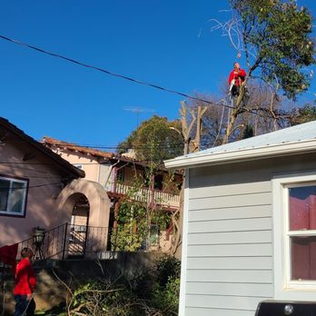 Ione Tree Service - Cody topping the tree in the side yard. - Tree Services Near Me Ione Tree Service - Cody topping the tree in the side yard. - Tree Services Near Me