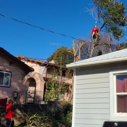 Ione Tree Service - Cody topping the tree in the side yard.