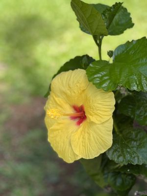 Aina Nalu Lahaina by Outrigger by null