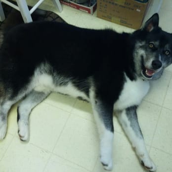 Fresh Pup Spa - 90lbs of clean and happy! - Pet Groomers Near Me Fresh Pup Spa - 90lbs of clean and happy! - Pet Groomers Near Me
