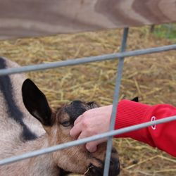 Cody's Farm And Orchard - Goats