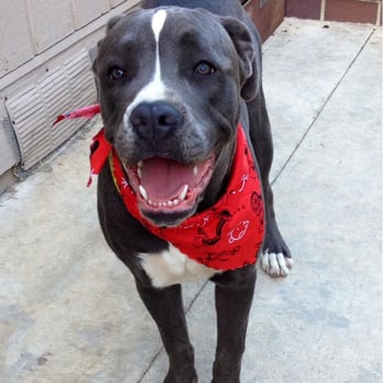 Pet Haven - AAA Pro Pet Groomers - Pet Groomers Near Me Pet Haven - AAA Pro Pet Groomers - Pet Groomers Near Me