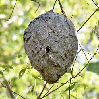 Accutech Pest Control - Pest Control Near Me Accutech Pest Control - Pest Control Near Me