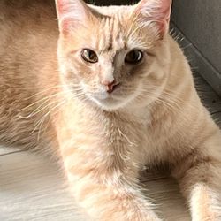 Burke County Friends For Animals Adoption Center - 9 month old River.