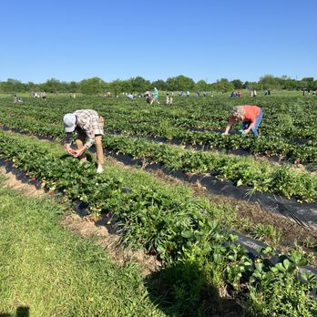 Goober Bubs Orchard and Bakery - Pick Your Own Farms Near Me - Justin, Texas Goober Bubs Orchard and Bakery - Pick Your Own Farms Near Me - Justin, Texas