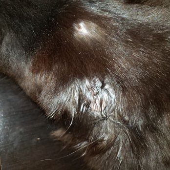 Spring Animal Hospital - Two of the bite marks I found on her that they called tumors - Veterinarians Near Me - Long Beach, California Spring Animal Hospital - Two of the bite marks I found on her that they called tumors - Veterinarians Near Me - Long Beach, California