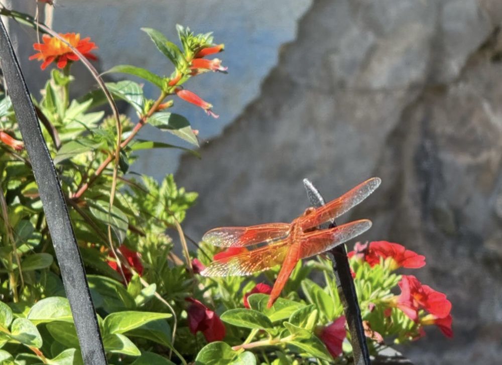 Moccasin Springs Logo