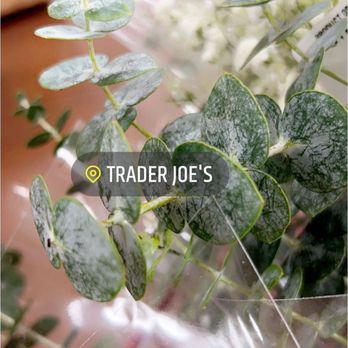 Trader Joe's - Grocery Near Me - Austin, Texas Trader Joe's - Grocery Near Me - Austin, Texas